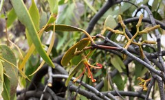 Amyema miquelii
