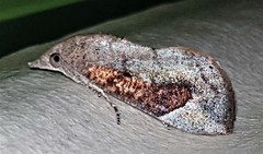 Hypocala guttiventris