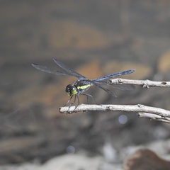 Agrionoptera longitudinalis biserialis
