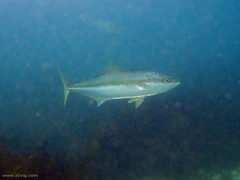 Seriola lalandi