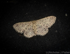 Idaea punctatissima