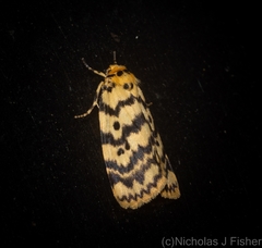 Hectobrocha multilinea