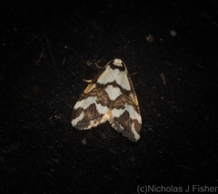 Thallarcha staurocola