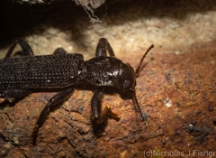 Eunatalis planipennis