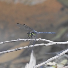 Agrionoptera longitudinalis biserialis