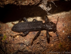 Eunatalis planipennis