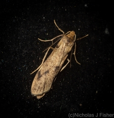 Graphosia stenopepla