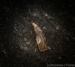 Genethila retusa