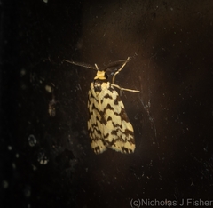 Goniosema anguliscripta