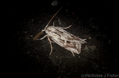 Cryptophasa phycidoides