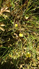 Argentina anserinoides