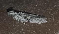 Hypatima baliodes