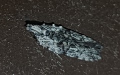 Hypatima baliodes