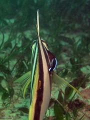 Cochleoceps orientalis