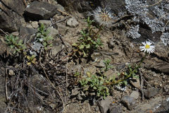 Vittadinia australis