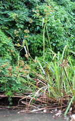 Cyperus dives