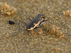 Hypaetha biramosa