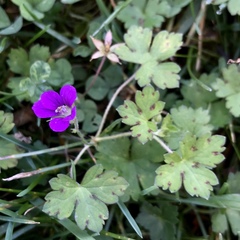Geranium nepalense thunbergii