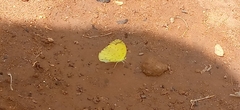 Eurema senegalensis
