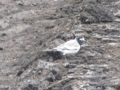 Motacilla alba personata