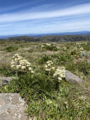 Aciphylla glacialis