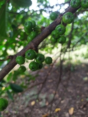 Ficus
