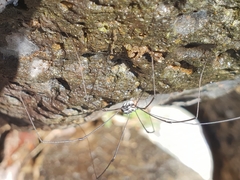 Sclerosomatidae