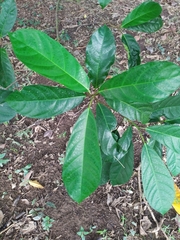Ficus