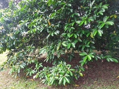 Ficus