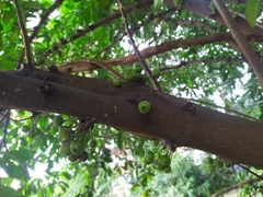 Ficus