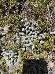 Ewartia nubigena