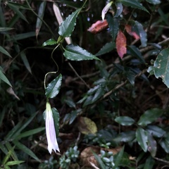 Tripterospermum luzonense