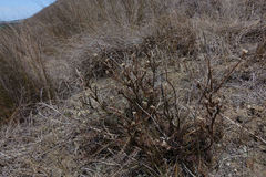 Lepidium sisymbrioides