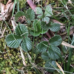 Fragaria hayatae