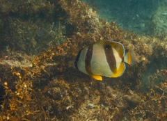 Chaetodon marleyi