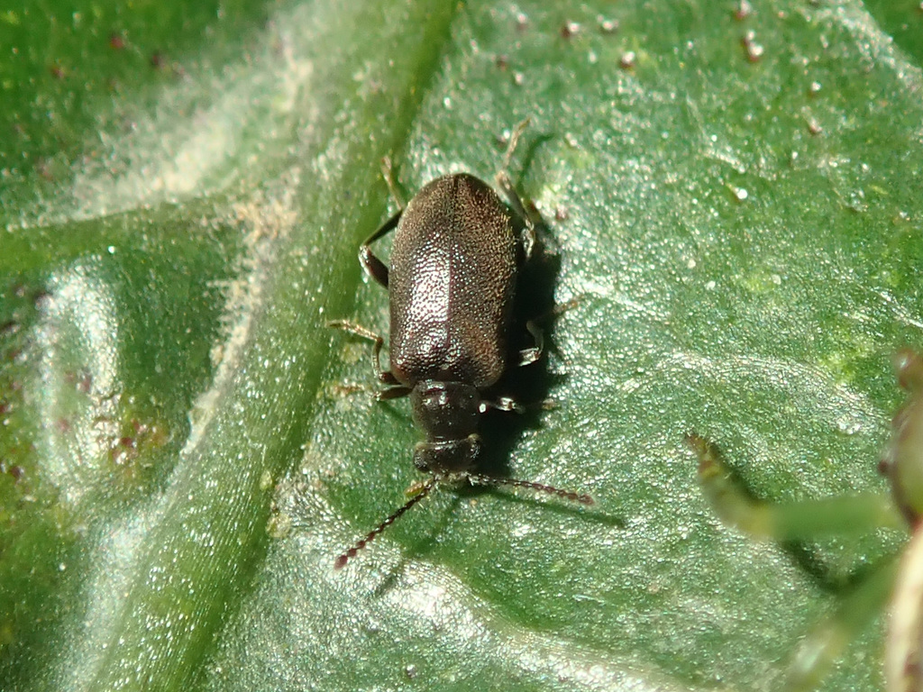 Zenascus obscurus