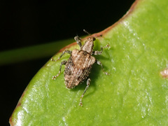 Tysius bicornis