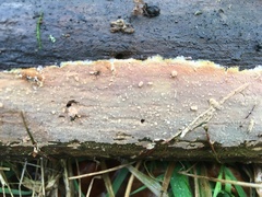 Phlebia livida