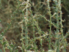 Sclerolaena muricata