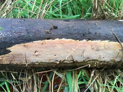 Phlebia livida