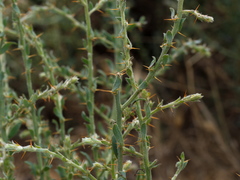 Sclerolaena muricata