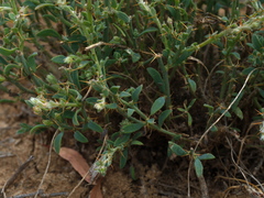 Sclerolaena muricata