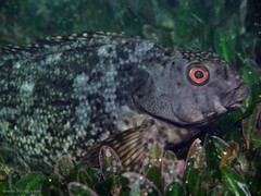 Aplodactylus lophodon
