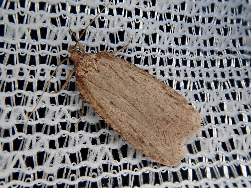 Depressaria colossella