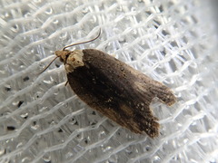 Acleris submaccana