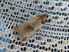 Pseudeulia vermicularis