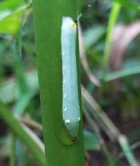 Lepidoptera