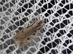 Semioscopis similis