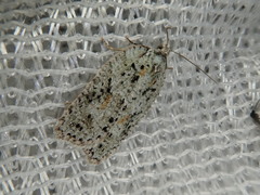 Acleris amurensis