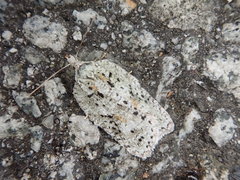 Acleris amurensis